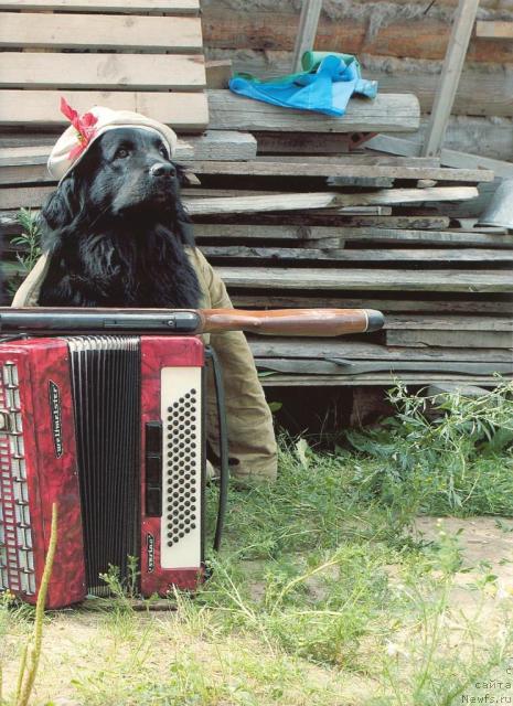 Фото: ньюфаундленд Дульсинея