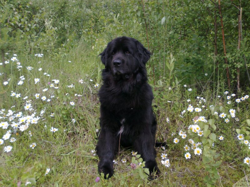 Фото: ньюфаундленд Супер Бизон Вилли Ванилли