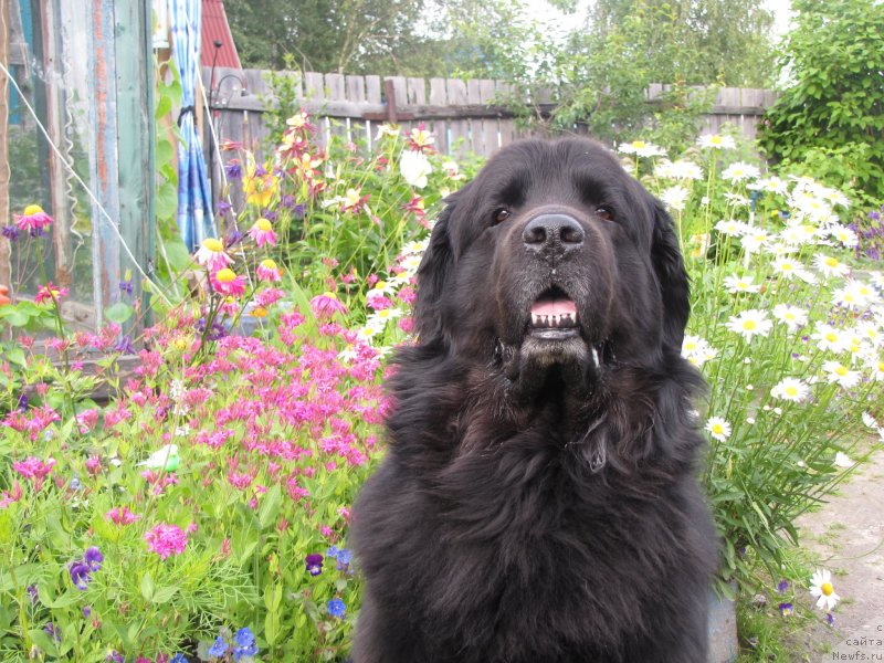 Фото: ньюфаундленд Супер Бизон Вилли Ванилли