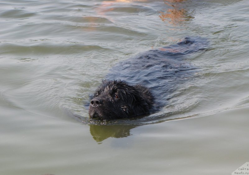 Фото: ньюфаундленд Супер Бизон Вилли Ванилли