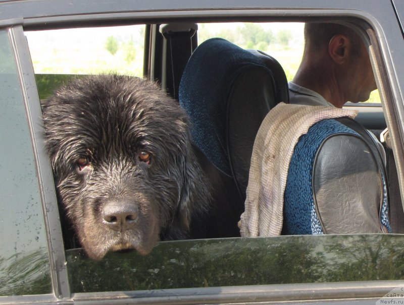Фото: ньюфаундленд Супер Бизон Вилли Ванилли