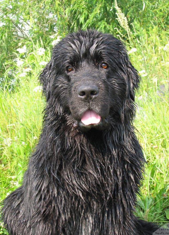 Фото: ньюфаундленд Супер Бизон Вилли Ванилли