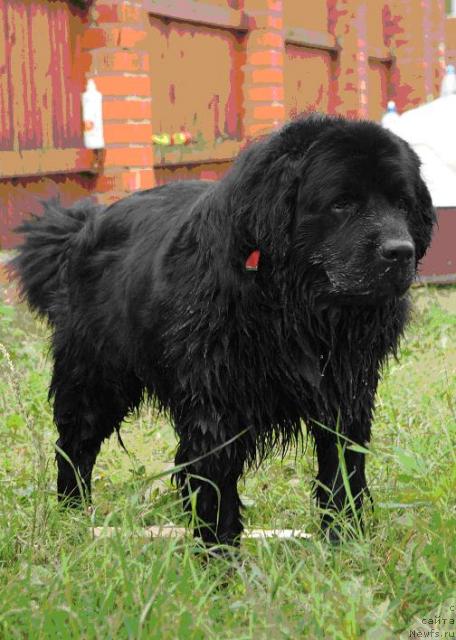 Фото: ньюфаундленд Казанова Большой Друг