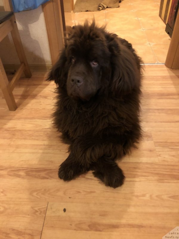 Фото: ньюфаундленд Ньюфорт Васаби