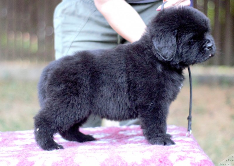 Фото: ньюфаундленд Eclipseofthemoon Newfoundlandhills Newfoundlandhills