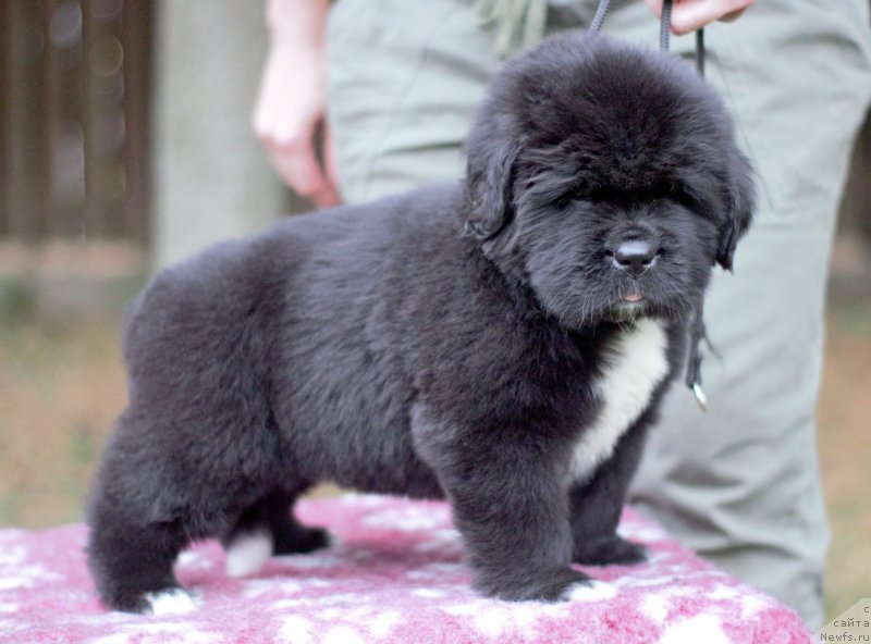 Фото: ньюфаундленд Eclipseofthemoon Newfoundlandhills Newfoundlandhills