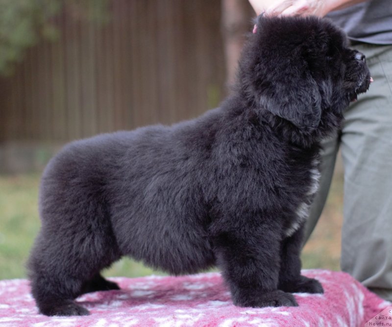 Фото: ньюфаундленд Mollybrooks The Mark of Grace