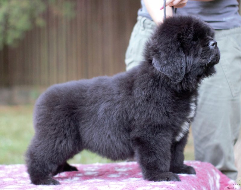 Фото: ньюфаундленд Mollybrooks The Mark of Grace