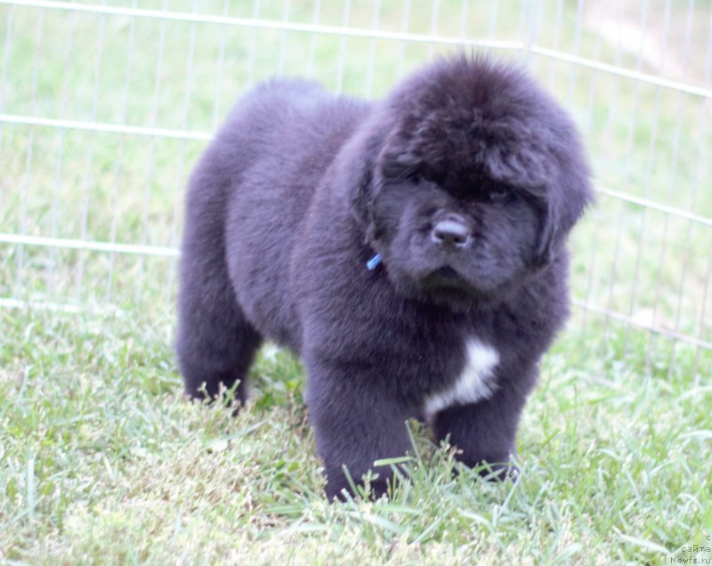 Фото: ньюфаундленд Mollybrooks The Mark of Grace