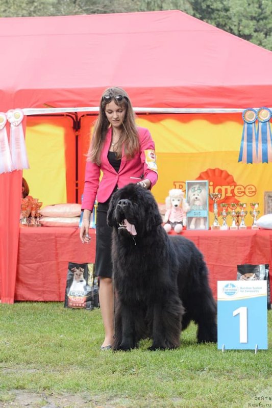 Фото: ньюфаундленд Стеалбеарс Бостон (Stealbears Boston)