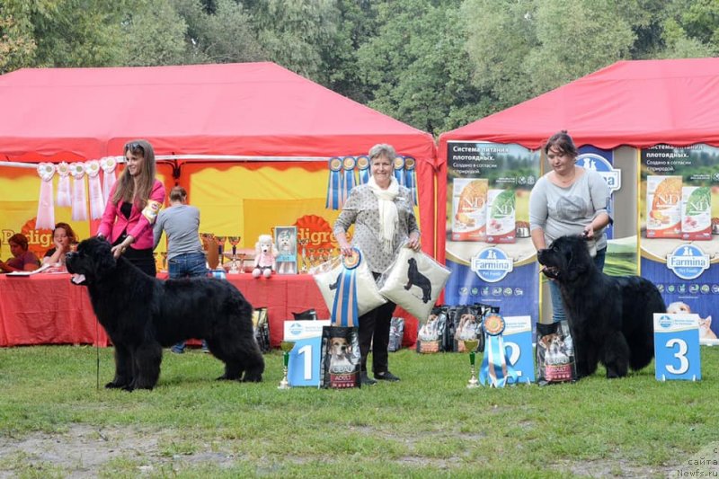 Фото: ньюфаундленд Стеалбеарс Бостон (Stealbears Boston)