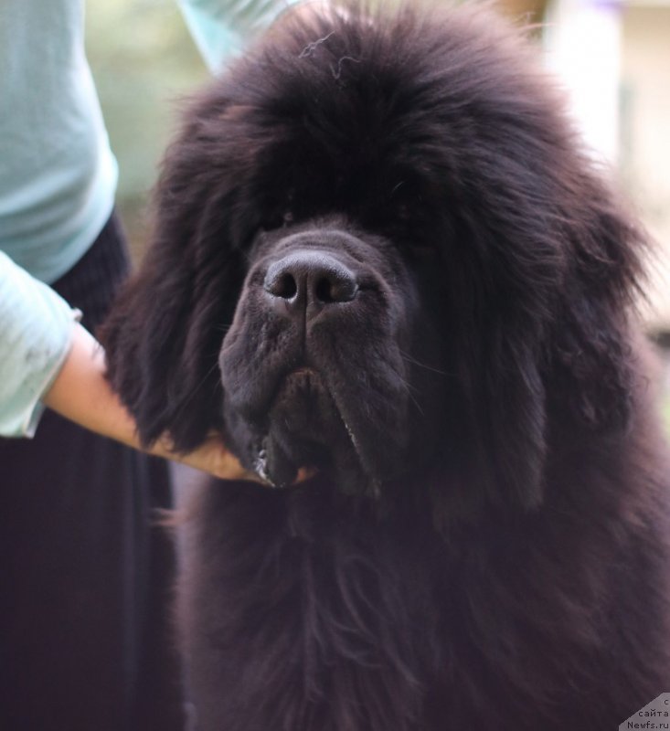 Фото: ньюфаундленд Стеалбеарс Бостон (Stealbears Boston)