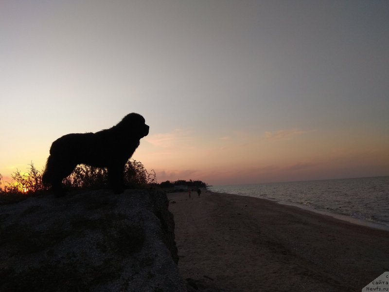 Фото: ньюфаундленд Черный Чанк с Берега Дона (Chernyj Chank s Berega Dona)