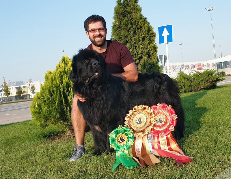 Фото: ньюфаундленд Акватория Келвин Навигатор (Aquatoriya Kelvin Navigator), Михаил Копытенко