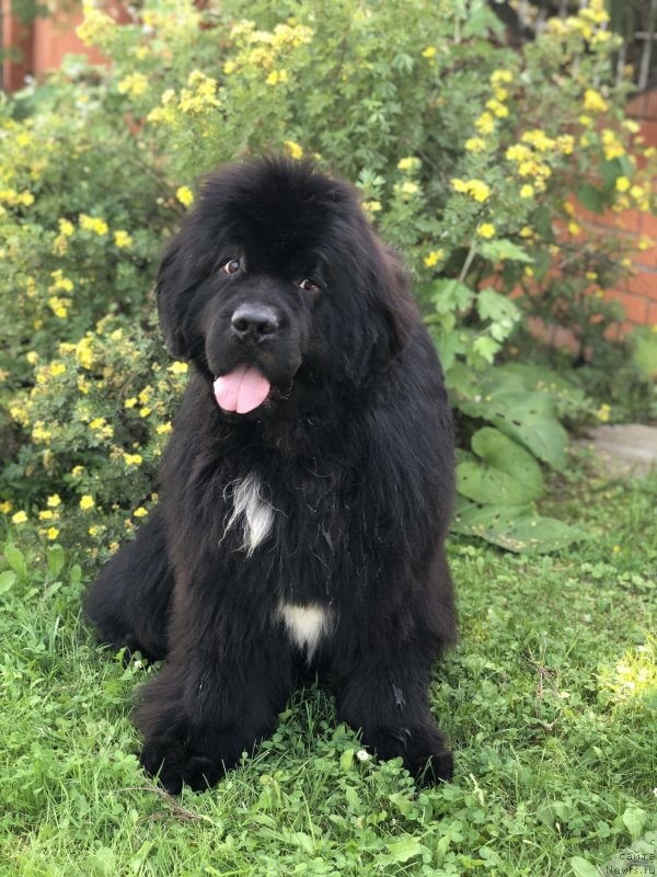 Фото: ньюфаундленд Firefox del Valle Largo