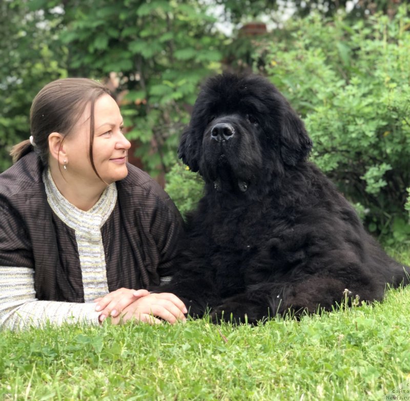 Фото: ньюфаундленд King of Helluland Just Love