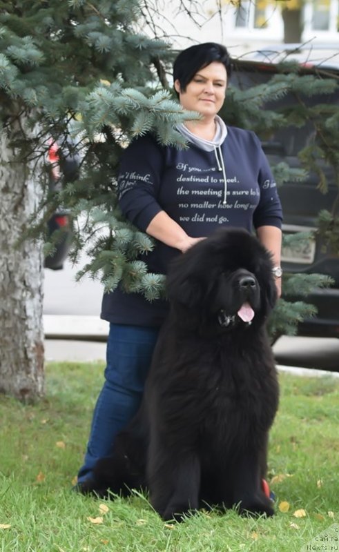 Фото: ньюфаундленд Даркфлайт Мэриленд (Darkflight Maryland), Янина Романовская