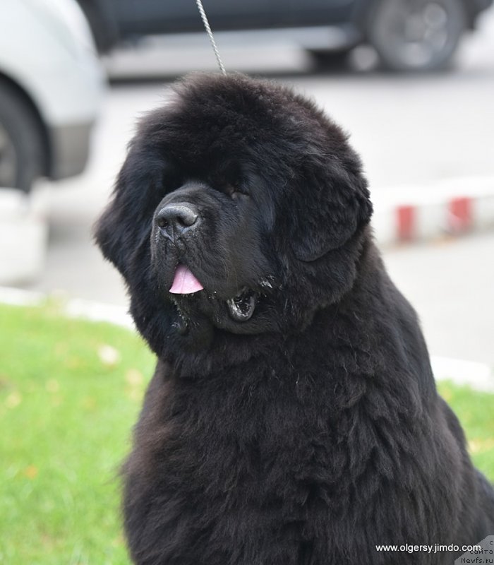 Фото: ньюфаундленд Даркфлайт Мэриленд (Darkflight Maryland)