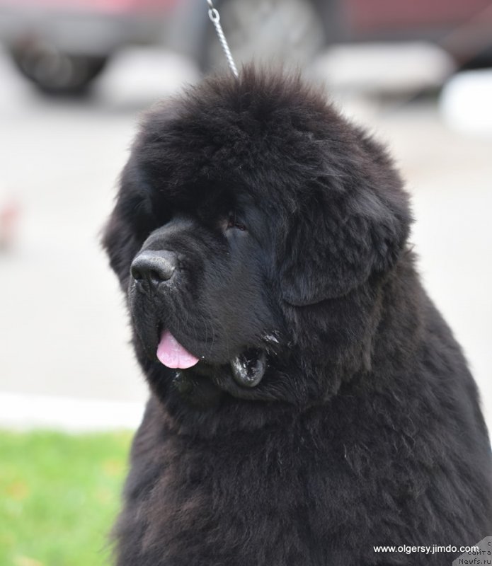 Фото: ньюфаундленд Даркфлайт Мэриленд (Darkflight Maryland)