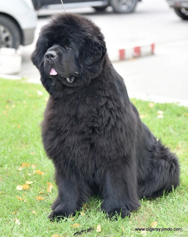 Фото: ньюфаундленд Даркфлайт Мэриленд (Darkflight Maryland)