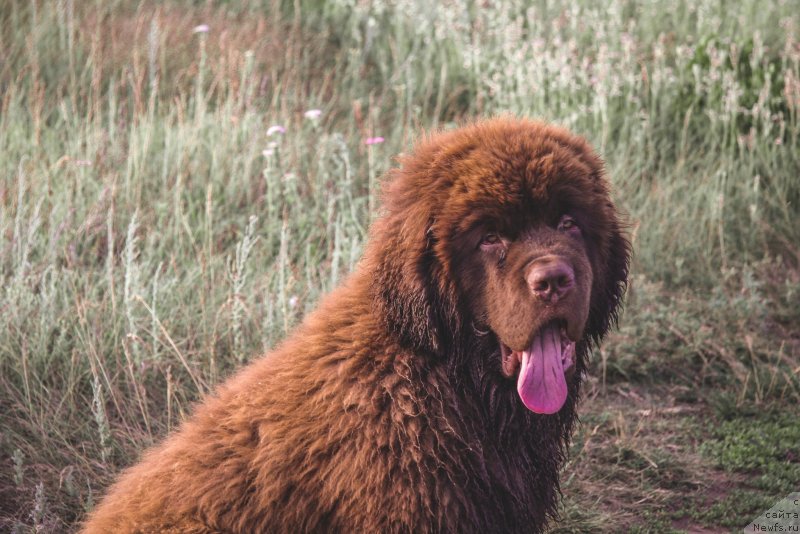 Фото: ньюфаундленд Обуш Шед Мёд Слаще Янтаря (Obush Shed Myod Slashche Yantarya)
