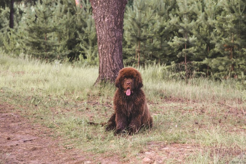 Фото: ньюфаундленд Обуш Шед Мёд Слаще Янтаря (Obush Shed Myod Slashche Yantarya)