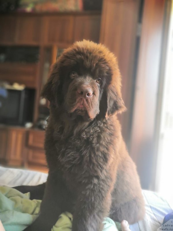 Фото: ньюфаундленд Браунблад МСК Рики Мартин