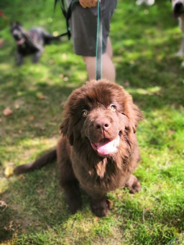 Фото: ньюфаундленд Браунблад МСК Рики Мартин