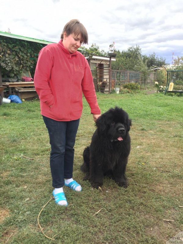 Фото: ньюфаундленд Браунблад МСК Лайт Рэй