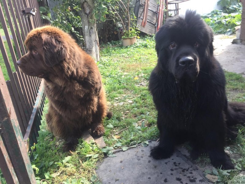 Фото: ньюфаундленд Браунблад МСК Лайт Рэй, ньюфаундленд Наоми Таголири фор Браунблад (Naomi Tagoliri for Brouwnblood)