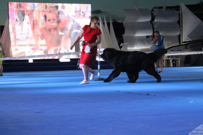 Фото: ньюфаундленд Ньюфорт Дивная Диана