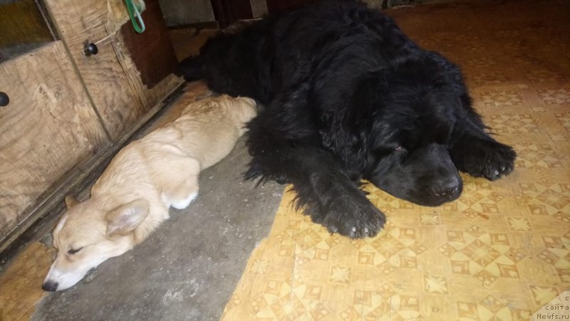 Фото: ньюфаундленд Ньюфорт Дивная Диана