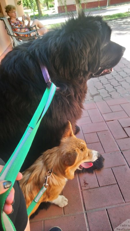 Фото: ньюфаундленд Ньюфорт Дивная Диана