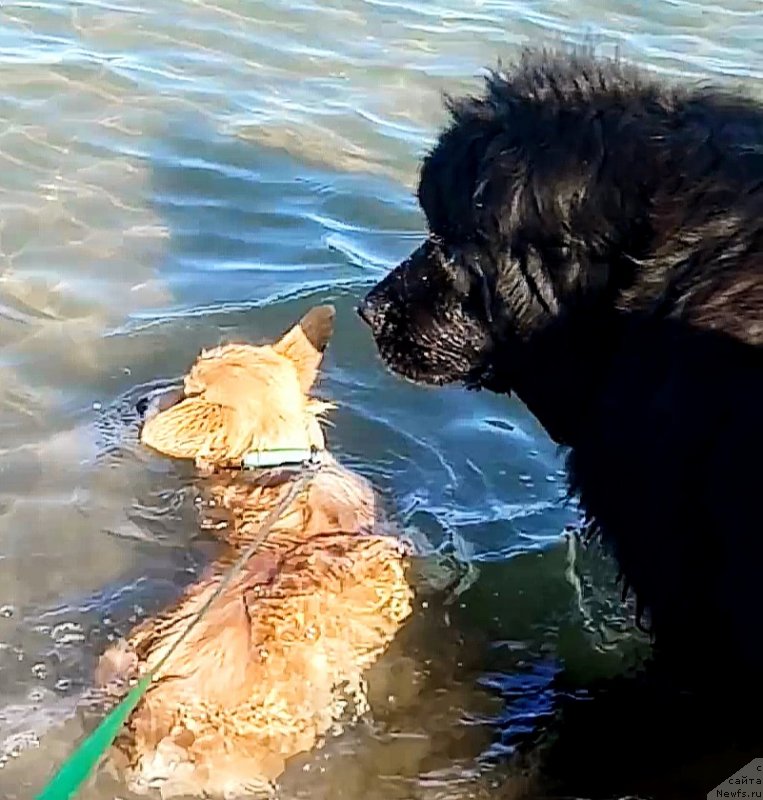 Фото: ньюфаундленд Ньюфорт Дивная Диана