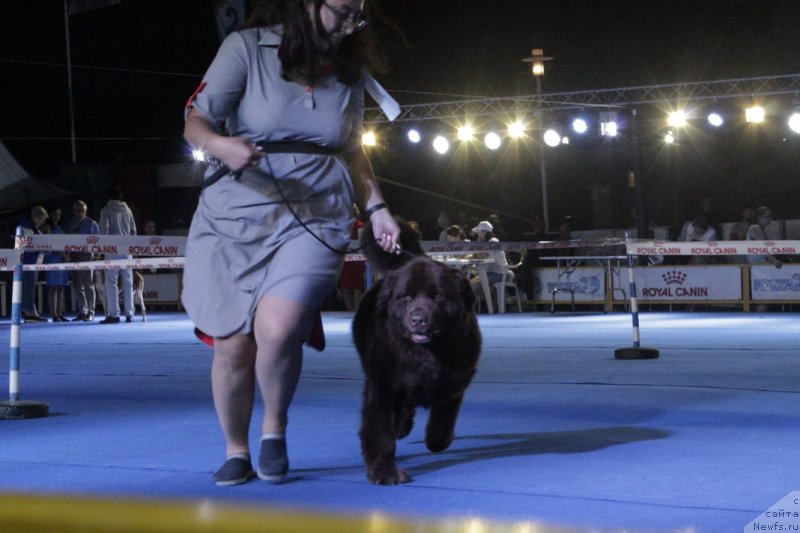 Фото: ньюфаундленд Альфа Дар Окса Верка Сердючка