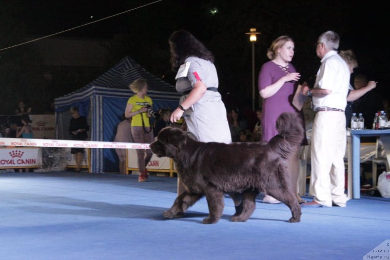 Фото: ньюфаундленд Альфа Дар Окса Верка Сердючка