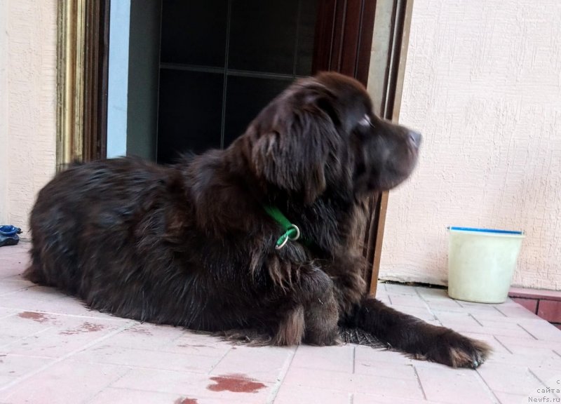Фото: ньюфаундленд Альфа Дар Окса Верка Сердючка