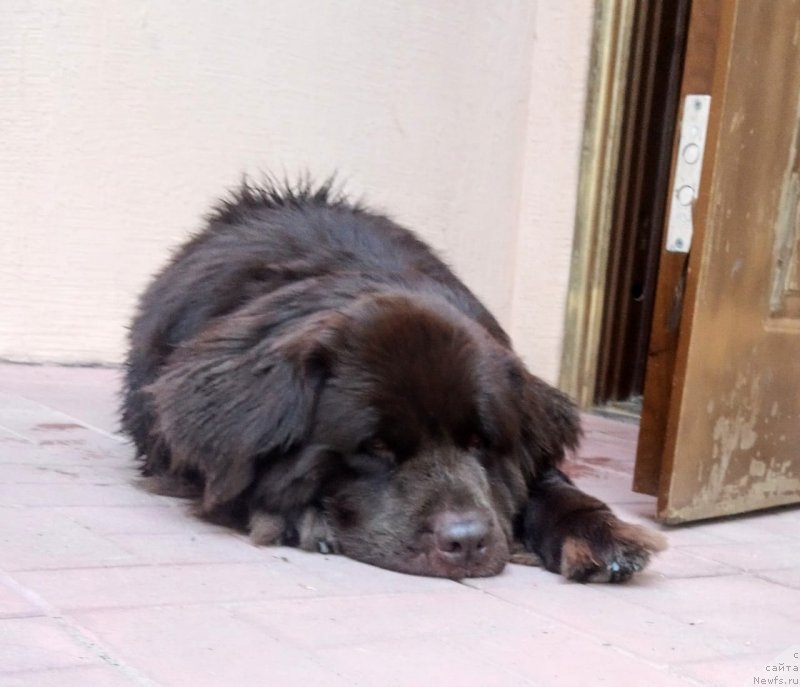 Фото: ньюфаундленд Альфа Дар Окса Верка Сердючка