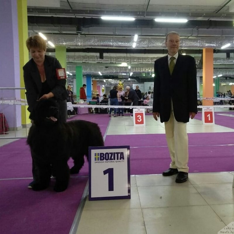 Фото: ньюфаундленд Терра Виктория Жермон Луиза (Terra Victoria Germon Louise)