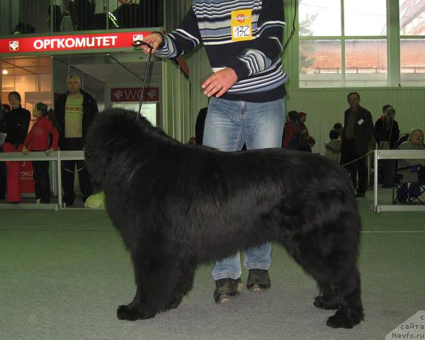 Фото: ньюфаундленд Бегущая по Волнам Степ Бай Степ (Beguschaya po Volnam Step By Step)