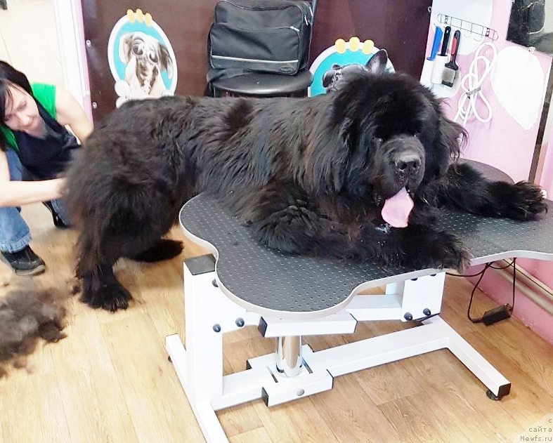 Фото: ньюфаундленд Athanase Le Grand Goldi Rejn