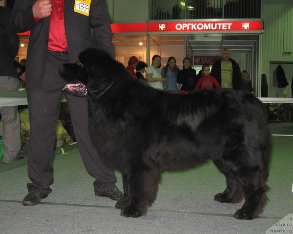 Фото: ньюфаундленд Кай Чёрное Чудо