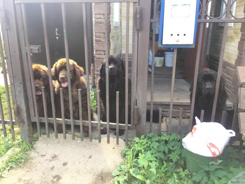 Фото: ньюфаундленд Браунблад МСК Харрикейн Хиггенс (Brownblood MSK Harricane Higgins), ньюфаундленд Сверкающая Гора Машаме (Sverkayuzhaya Gora Mashame), ньюфаундленд Наоми Таголири фор Браунблад (Naomi Tagoliri for Brouwnblood), ньюфаундленд Чарлотта Браунблад из Антаграда (Charlotta Brownblood iz Antagrada)