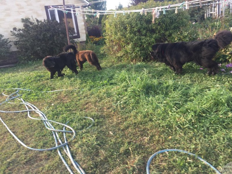 Фото: ньюфаундленд Браунблад МСК Лайт Рэй, ньюфаундленд Чарлотта Браунблад из Антаграда (Charlotta Brownblood iz Antagrada), ньюфаундленд Браунблад МСК Рики Мартин