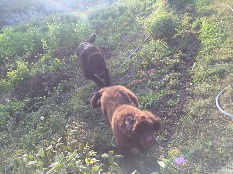 Фото: ньюфаундленд Чарлотта Браунблад из Антаграда (Charlotta Brownblood iz Antagrada), ньюфаундленд Браунблад МСК Рики Мартин