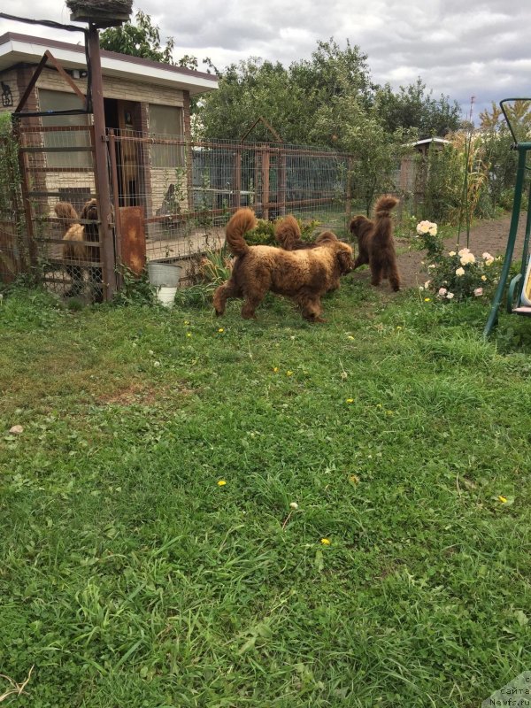 Фото: ньюфаундленд Браунблад  МСК Лион Лаби-Рони (Brownblood MSK Lyon Labi-Roni), ньюфаундленд Чармер Денкам Бронз (Charmer Denkam Bronze), ньюфаундленд Сверкающая Гора Машаме (Sverkayuzhaya Gora Mashame), ньюфаундленд Наоми Таголири фор Браунблад (Naomi Tagoliri for Brouwnblood)