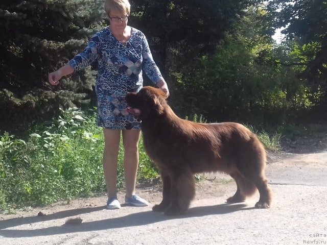 Фото: ньюфаундленд Ньюфорт Пацифик (Njufort Pacifik)
