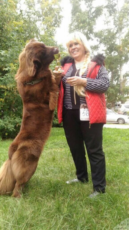 Фото: ньюфаундленд Ньюфорт Персея (Njufort Perseya)