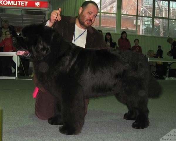 Фото: ньюфаундленд Доджер от Сибирского Медведя (Dodger ot Sibirskogo Medvedja)