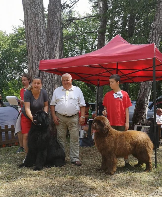 Фото: ньюфаундленд Ньюфорт Инстинкт Виннер Кнайт Итус, ньюфаундленд Ньюфорт Овейшен Голди Кнайт